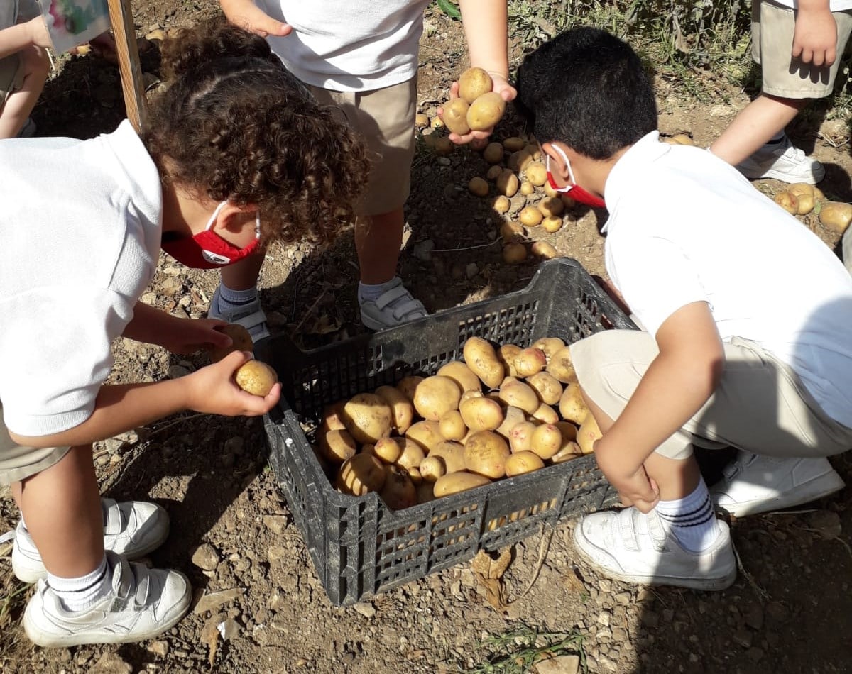 Children on Potato Day