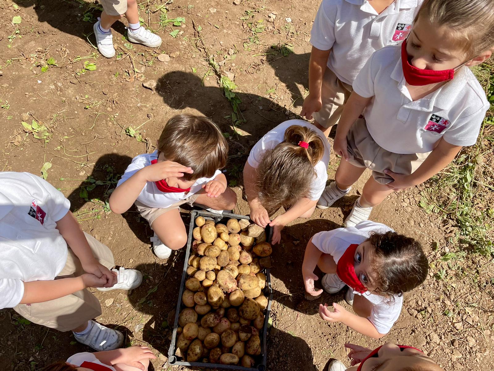 Children on Potato Day