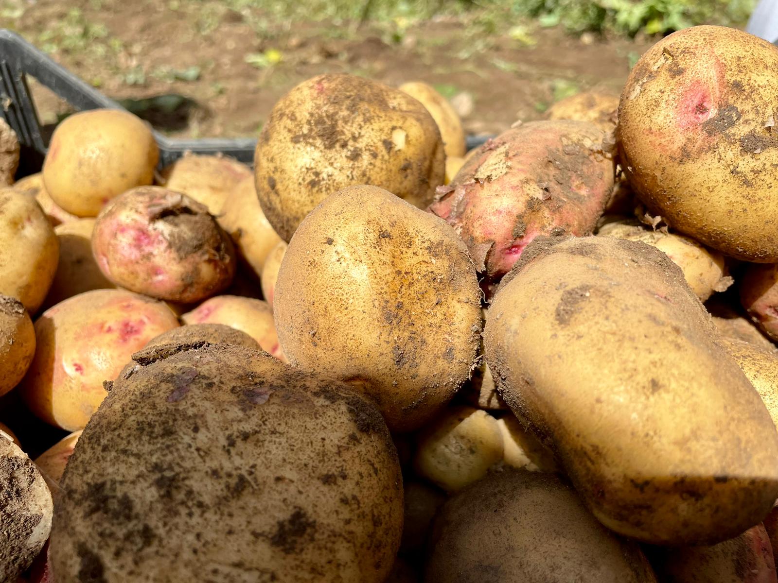 Children on Potato Day