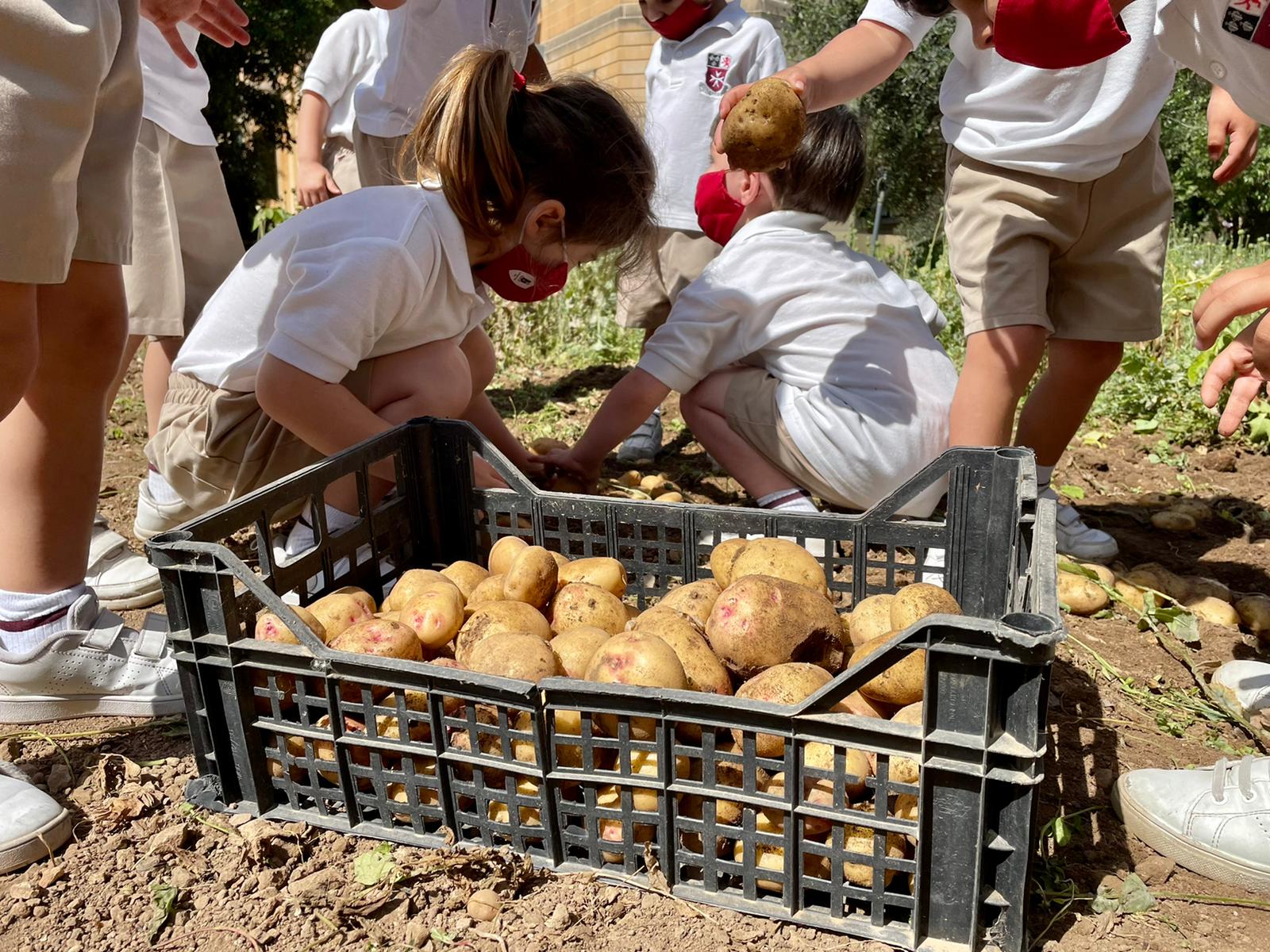 Children on Potato Day