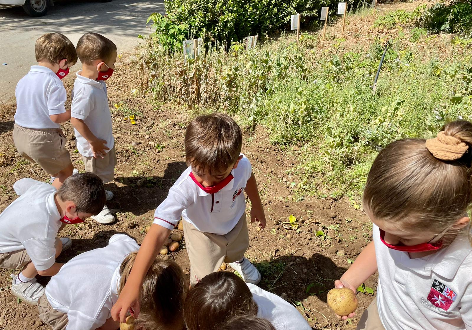 Children on Potato Day