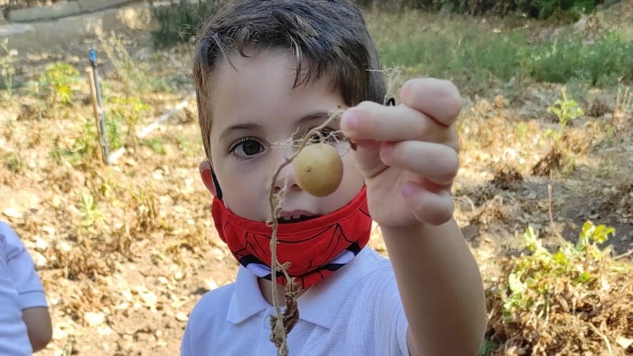 Potato, Potato,Potato